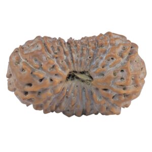 20 Mukhi Rudraksha 24.8mm 2.77gm - Rudraksha