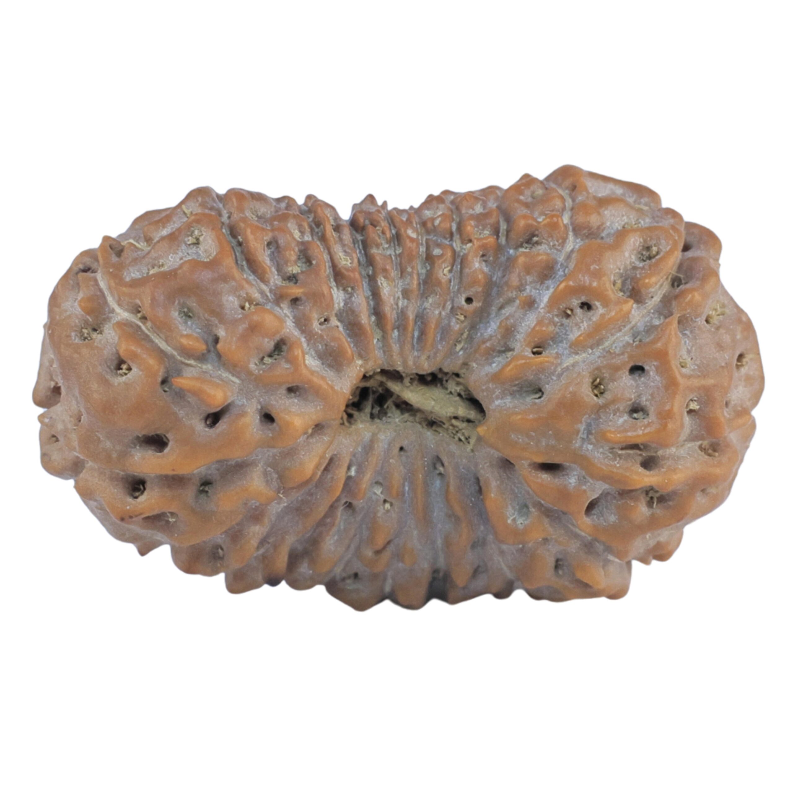 20 Mukhi Rudraksha 24.8mm 2.77gm - Rudraksha