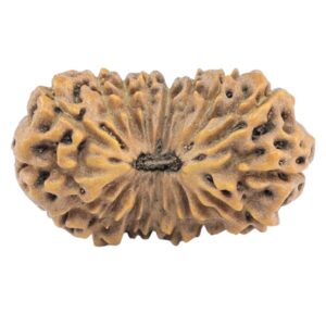 18 Mukhi Rudraksha 20.6mm 1.37gm - Rudraksha