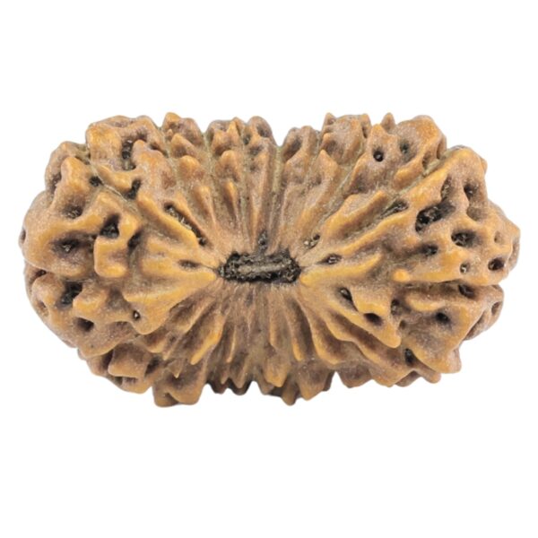 18 Mukhi Rudraksha 20.6mm 1.37gm - Rudraksha