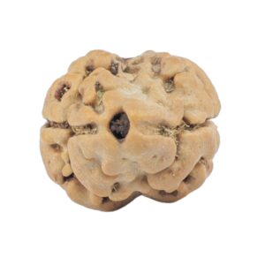 2 Mukhi Rudraksha 18.7mm 1.4gm - Rudraksha