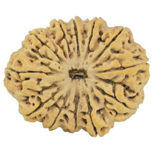 12 Mukhi Rudraksha 36.2mm 8.25gm - Rudraksha