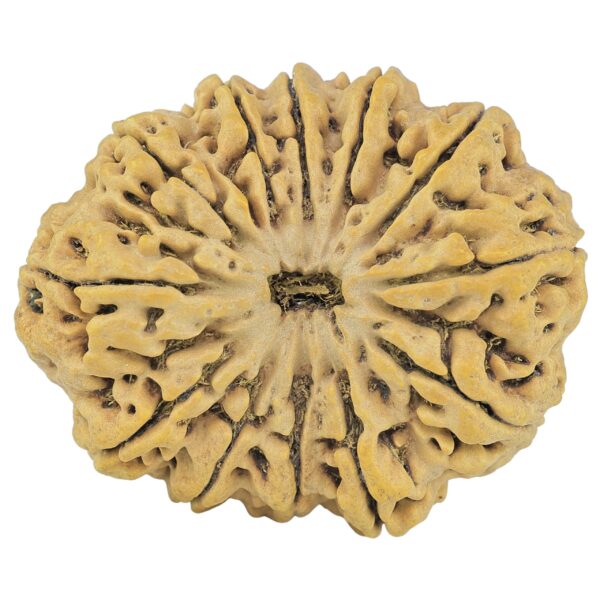 12 Mukhi Rudraksha 36.2mm 8.25gm - Rudraksha