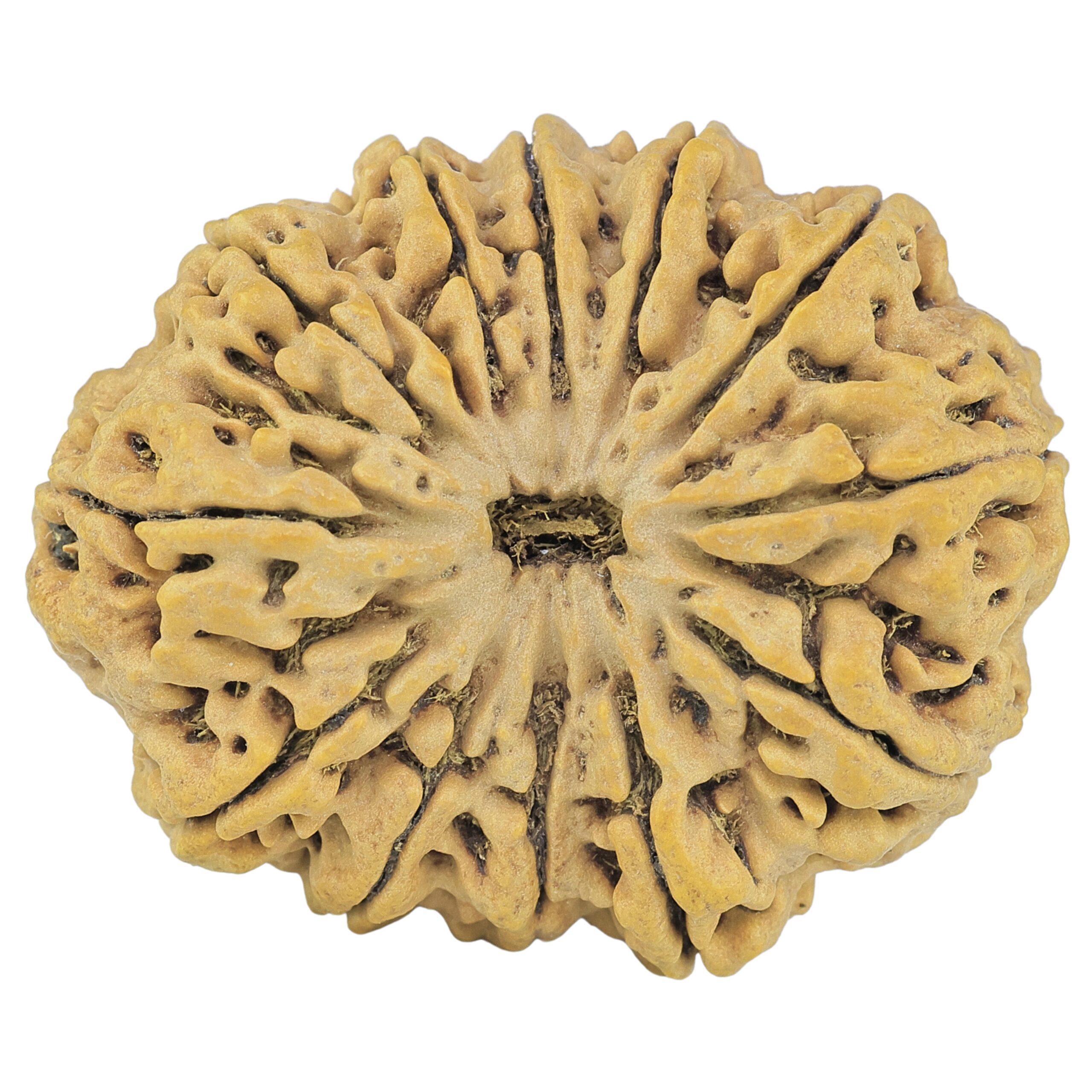 12 Mukhi Rudraksha 36.2mm 8.25gm - Rudraksha