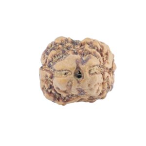 2 Mukhi Rudraksha 21.5mm 1.54gm - Rudraksha