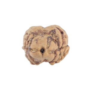 2 Mukhi Rudraksha 20.2mm 1.62gm - Rudraksha