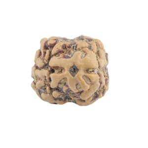 2 Mukhi Rudraksha 19.4mm 1.32gm - Rudraksha