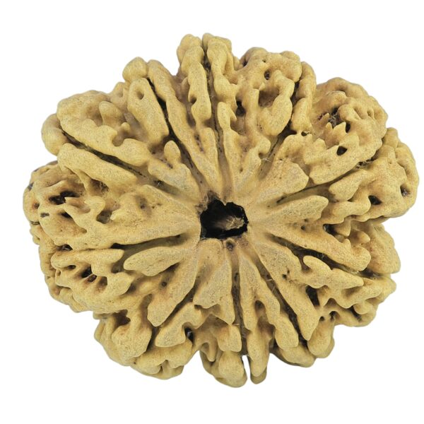 10 Mukhi Rudraksha 35.2mm 5.48gm - Rudraksha