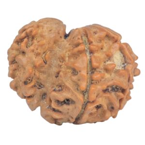 Sawar/Ganesh (5+1) 23.9mm 3gm - Rudraksha