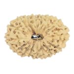16 Mukhi Rudraksha 19.6mm 0.94gm - Rudraksha