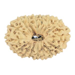 16 Mukhi Rudraksha 19.6mm 0.94gm - Rudraksha