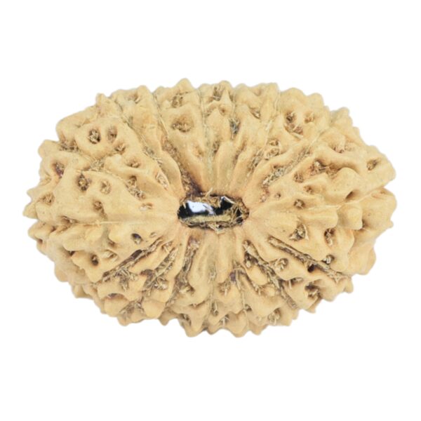 16 Mukhi Rudraksha 19.6mm 0.94gm - Rudraksha