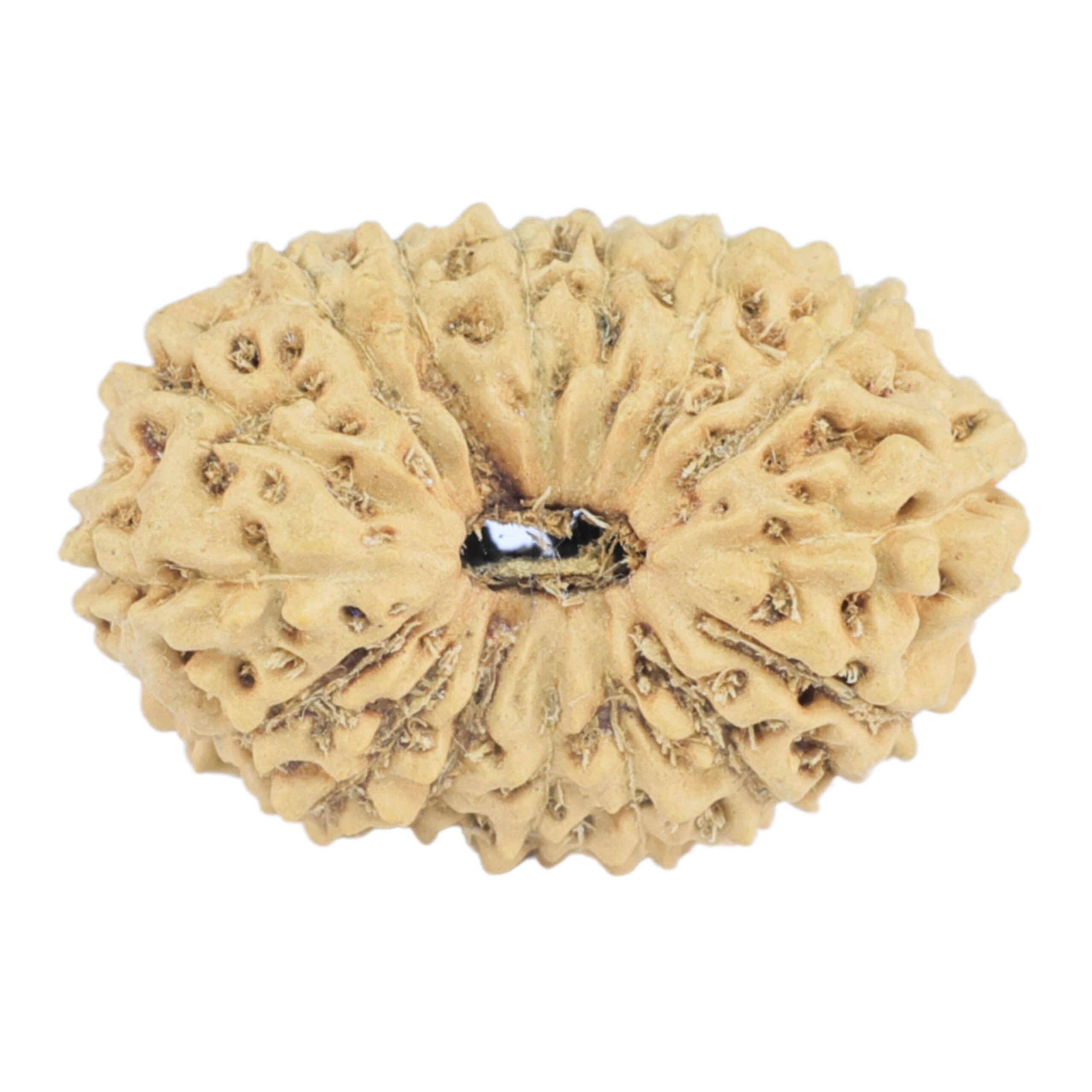 16 Mukhi Rudraksha 19.6mm 0.94gm - Rudraksha