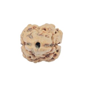 2 Mukhi Rudraksha 23.5mm 1.73gm - Rudraksha