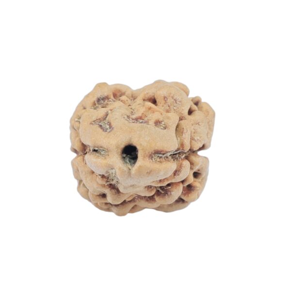 2 Mukhi Rudraksha 23.5mm 1.73gm - Rudraksha