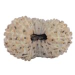 19 Mukhi Rudraksha 24.9mm 2.36gm - Rudraksha
