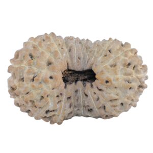 19 Mukhi Rudraksha 24.9mm 2.36gm - Rudraksha
