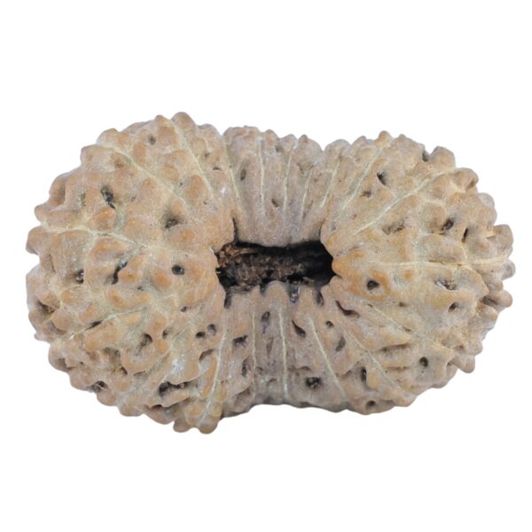 19 Mukhi Rudraksha 24.9mm 2.36gm - Rudraksha