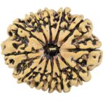 12 Mukhi Rudraksha 27.1mm 3.26gm - Rudraksha