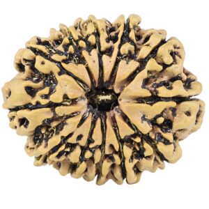 12 Mukhi Rudraksha 27.1mm 3.26gm - Rudraksha