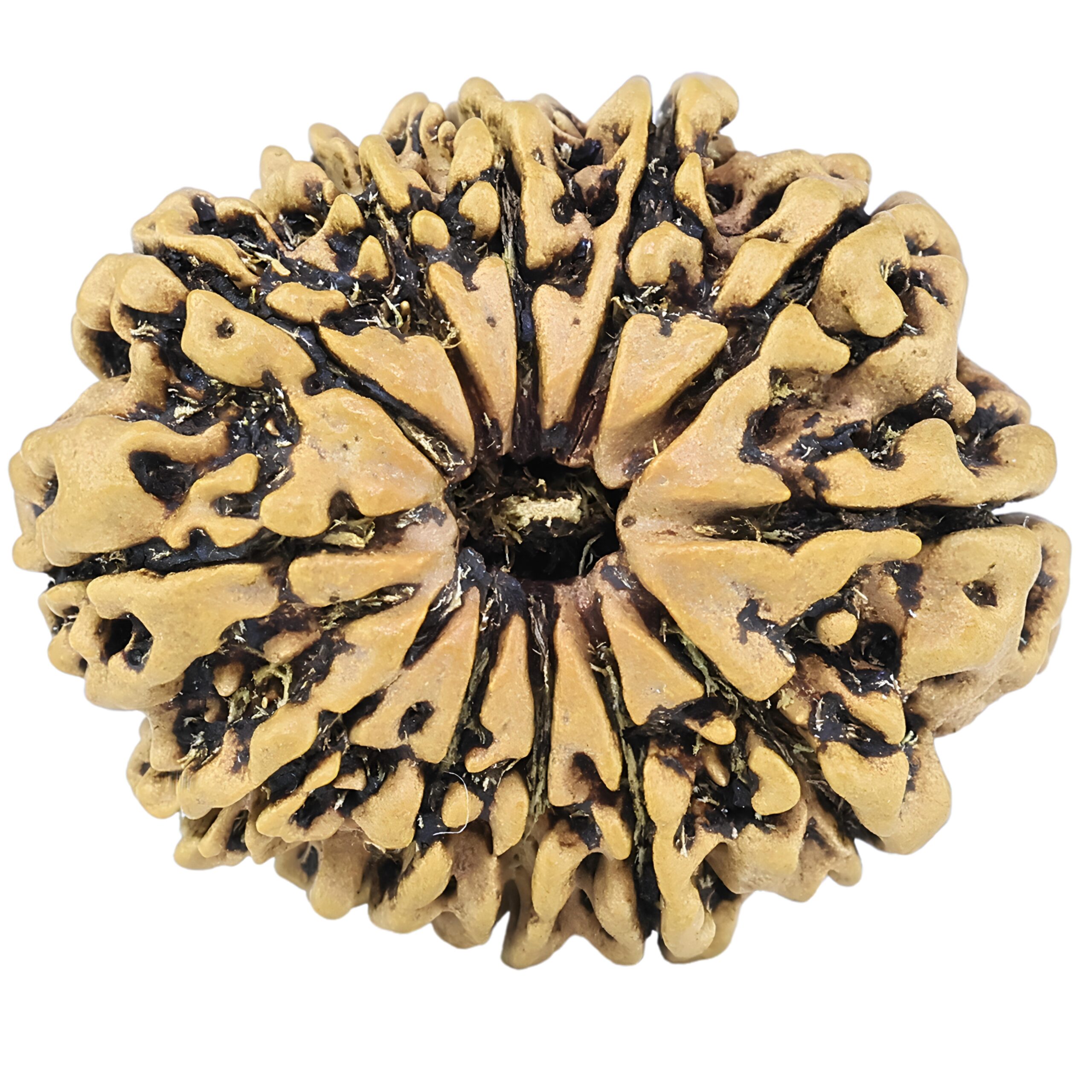 12 Mukhi Rudraksha 27.1mm 3.26gm - Rudraksha