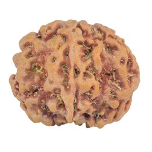1MK(Underdeveloped) 23.9mm 4.55gm - Rudraksha