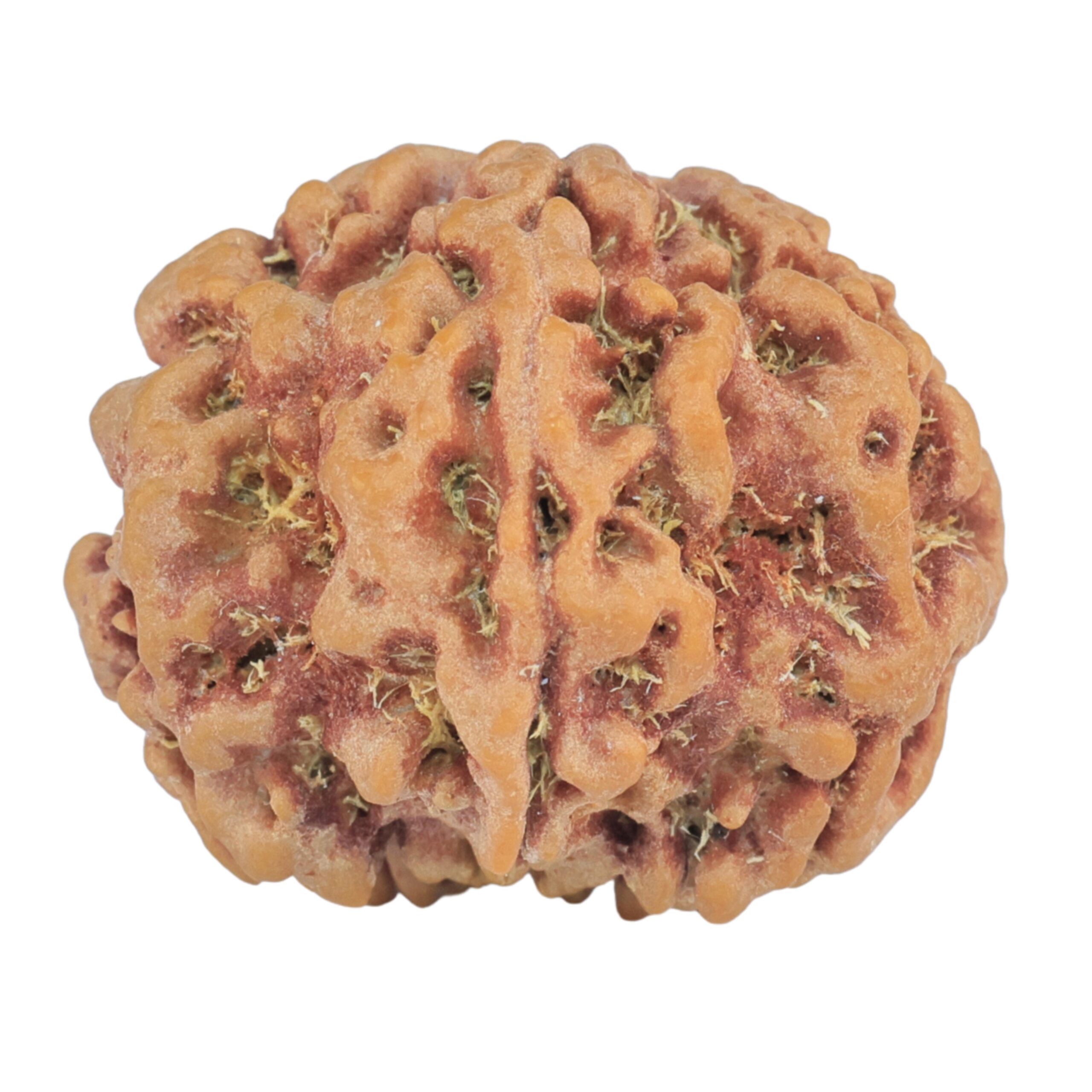 1MK(Underdeveloped) 23.9mm 4.55gm - Rudraksha