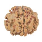 1MK(Underdeveloped) 23mm 3.93gm - Rudraksha