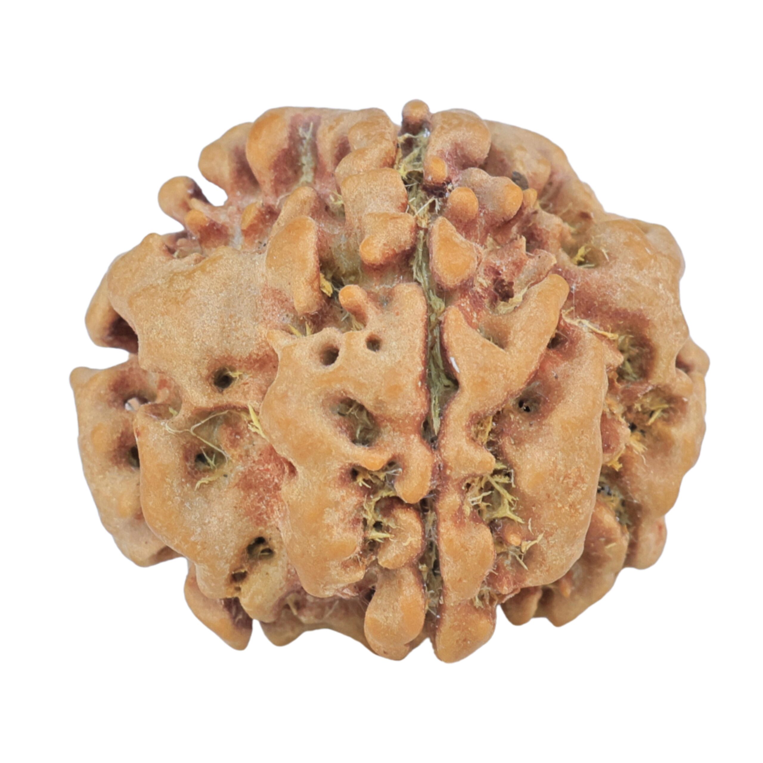 1MK(Underdeveloped) 23mm 3.93gm - Rudraksha