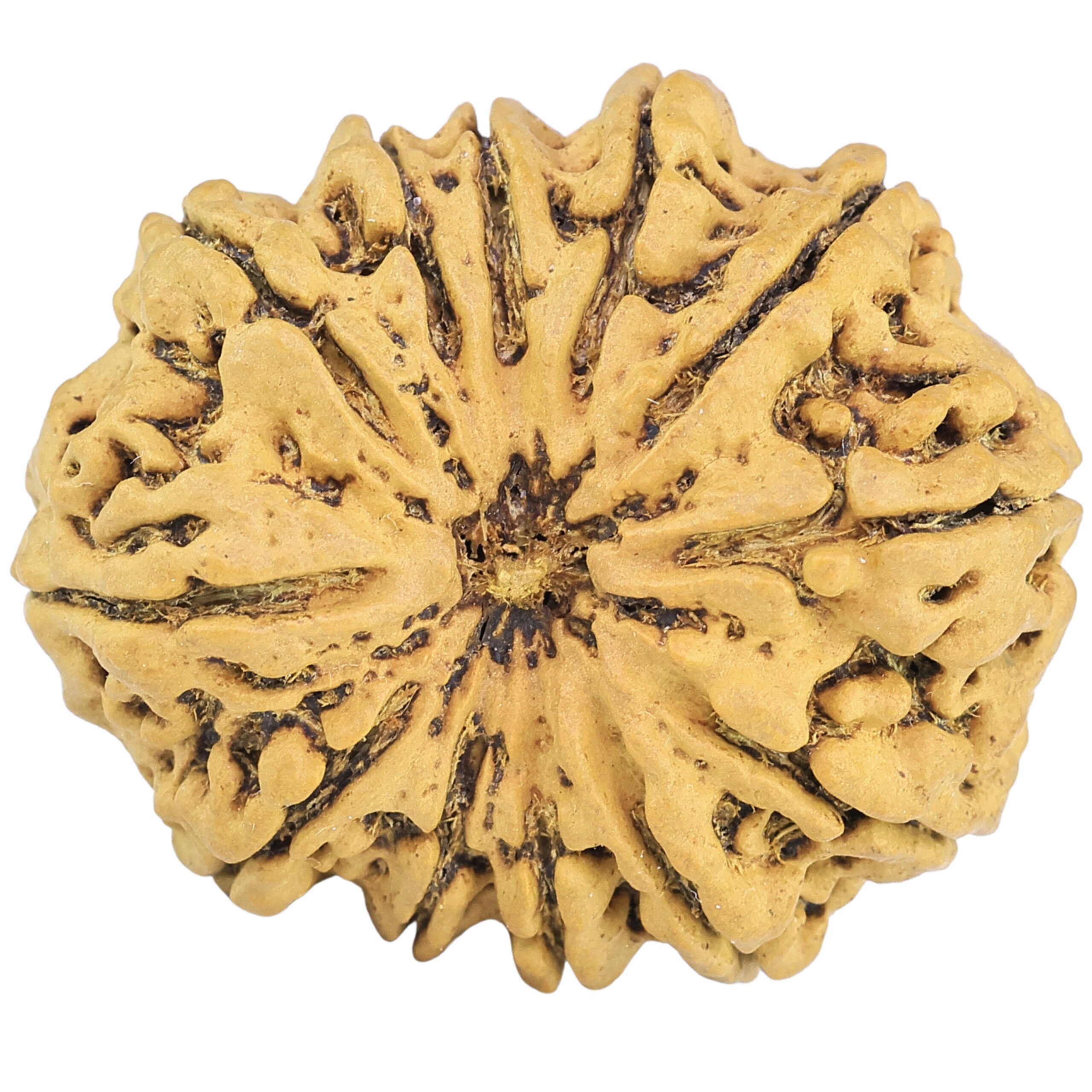 12 Mukhi Rudraksha 33.5mm 6.54gm - Rudraksha