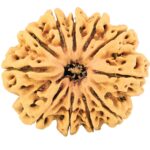 11 Mukhi Rudraksha 35.7mm 8.74gm - Rudraksha