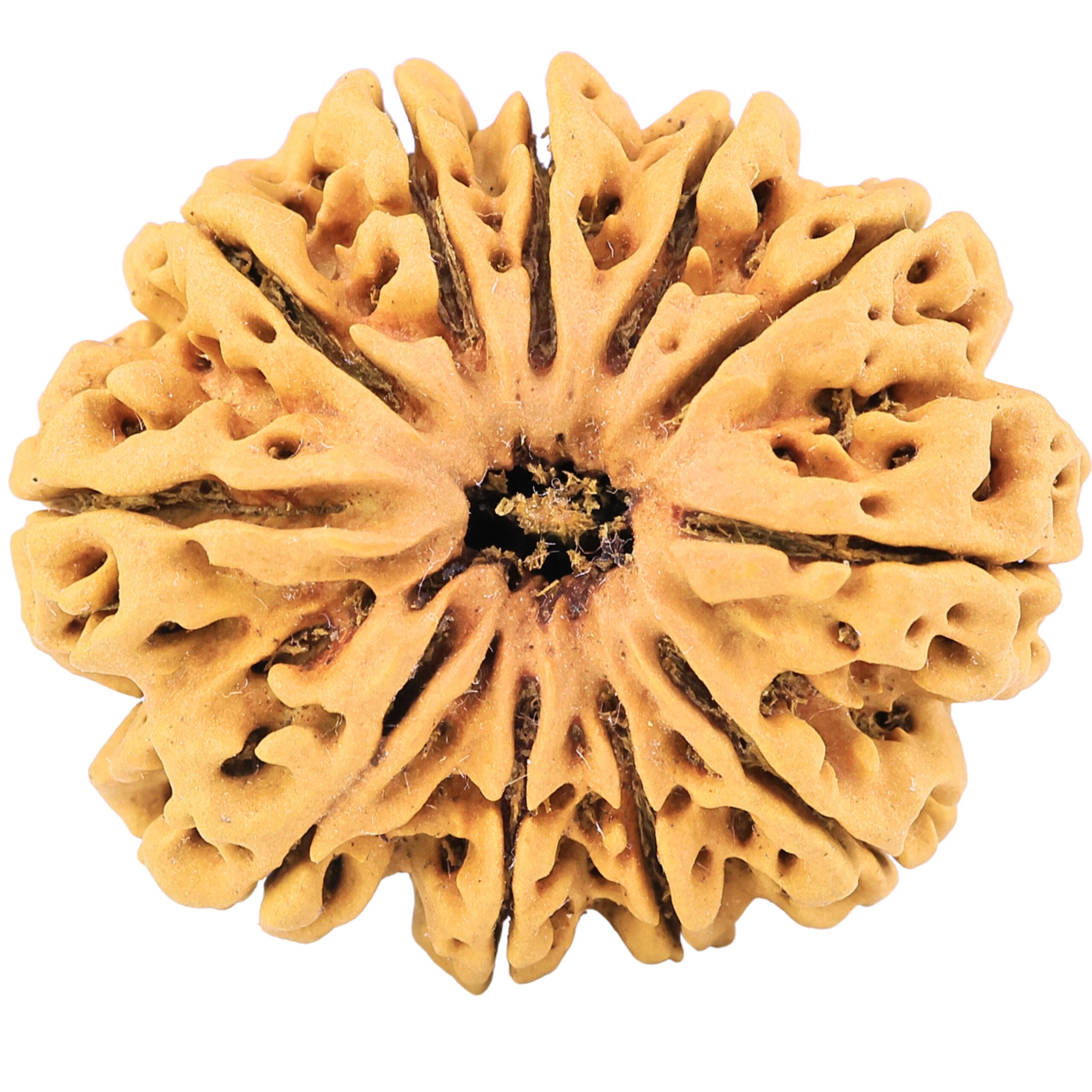 11 Mukhi Rudraksha 35.7mm 8.74gm - Rudraksha