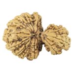 15 Mukhi Garbh Gauri 40.1mm 8.76gm - Rudraksha