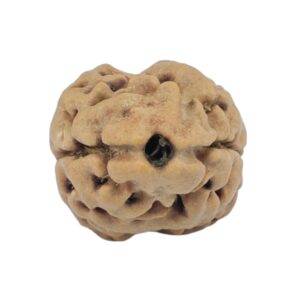 2 Mukhi Rudraksha 19mm 1.19gm - Rudraksha