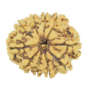 10 Mukhi Rudraksha 27.2mm 3.45gm - Rudraksha