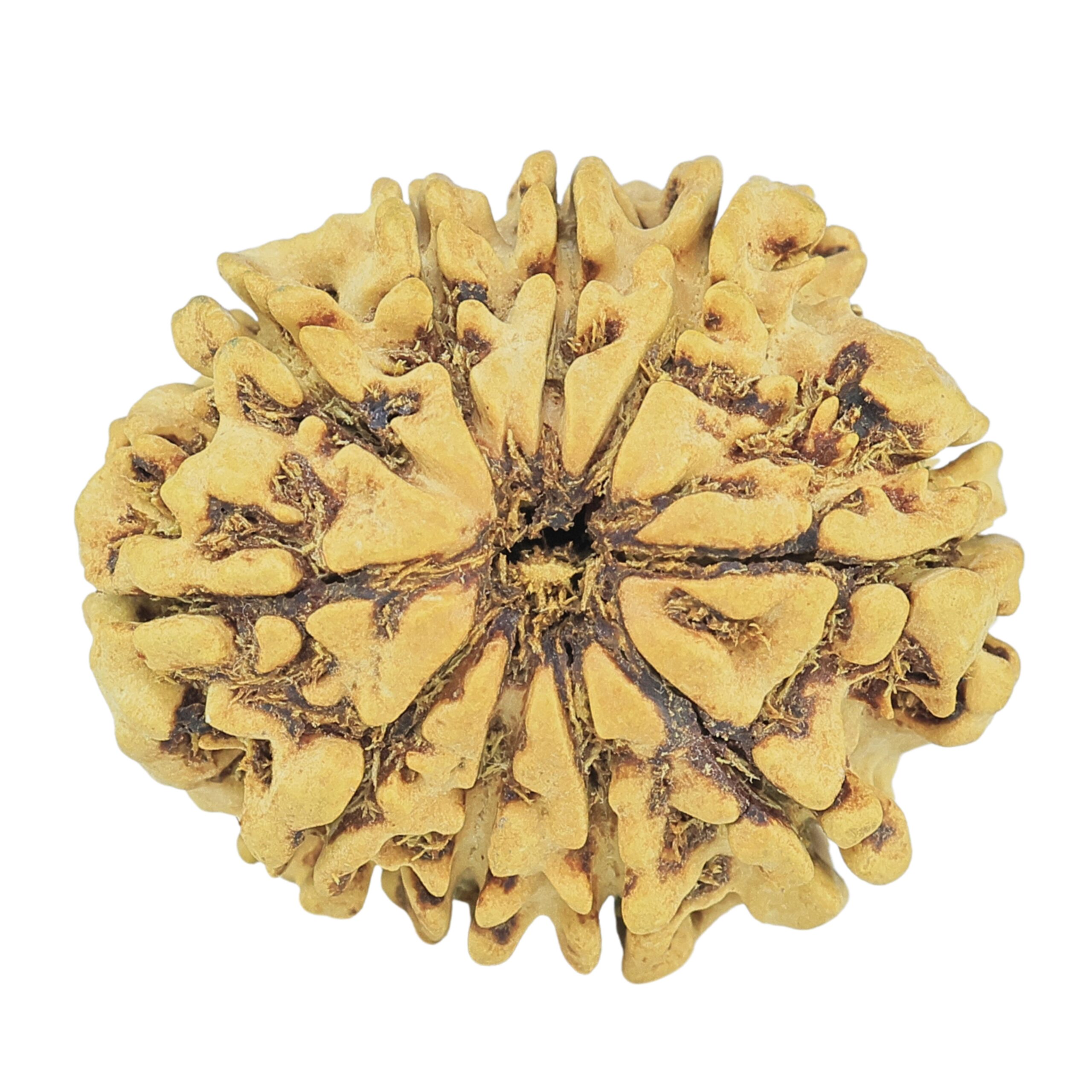10 Mukhi Rudraksha 27.2mm 3.45gm - Rudraksha