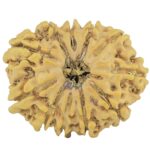 11 Mukhi Rudraksha 24.4mm 3gm - Rudraksha