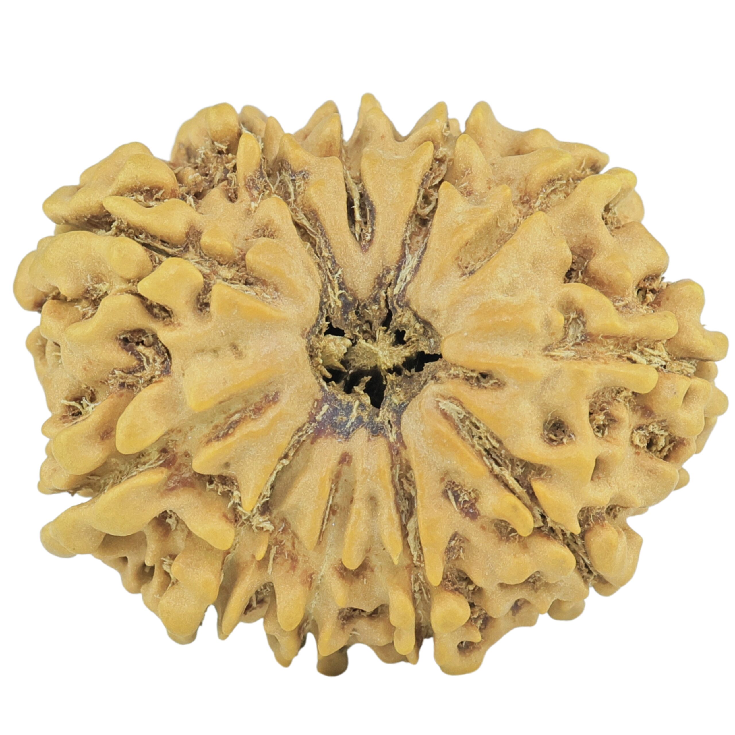 11 Mukhi Rudraksha 24.4mm 3gm - Rudraksha