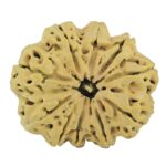 10 Mukhi Rudraksha 33.3mm 6.79gm - Rudraksha