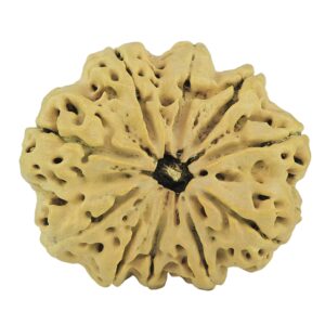10 Mukhi Rudraksha 33.3mm 6.79gm - Rudraksha