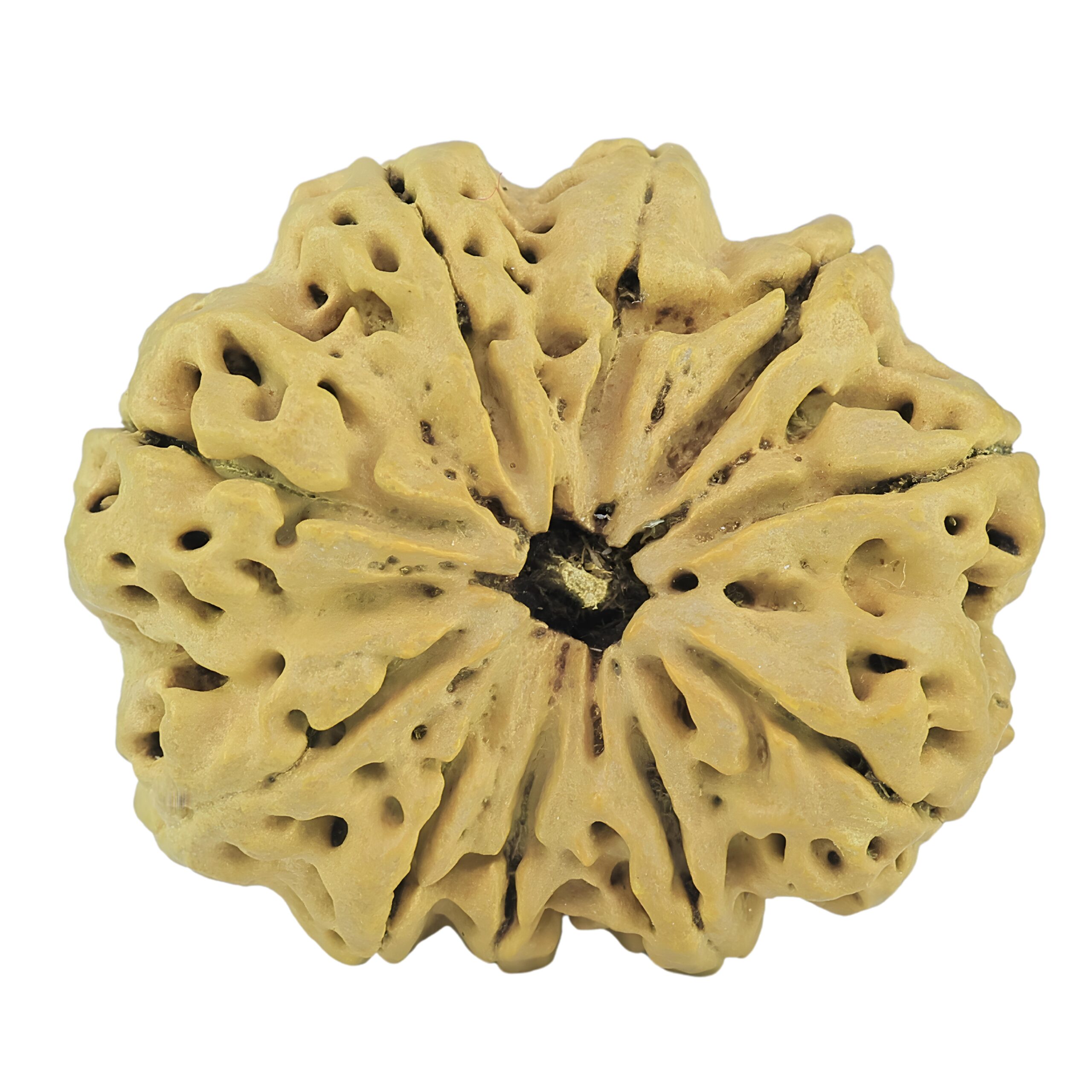 10 Mukhi Rudraksha 33.3mm 6.79gm - Rudraksha