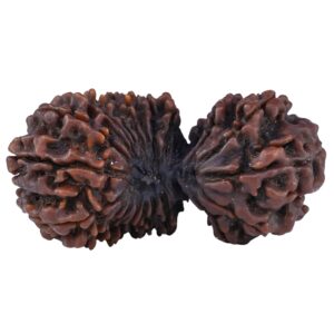 21 Mukhi Gaurishankar 47.2mm 11.1gm - Rudraksha