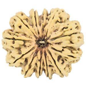 12 Mukhi Rudraksha 35.2mm 8gm - Rudraksha