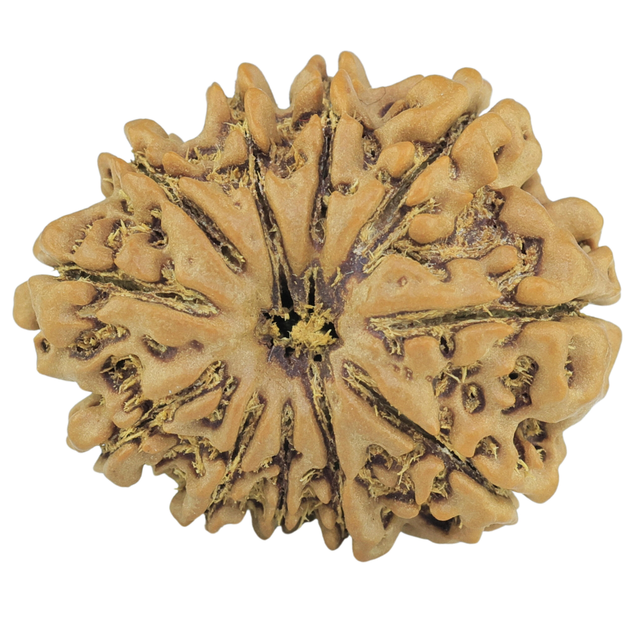 11 Mukhi Rudraksha 24.7mm 3.83gm - Rudraksha