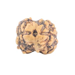 2 Mukhi Rudraksha 20.3mm 1.7gm - Rudraksha