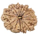12 Mukhi Rudraksha 24.7mm 3.6gm - Rudraksha