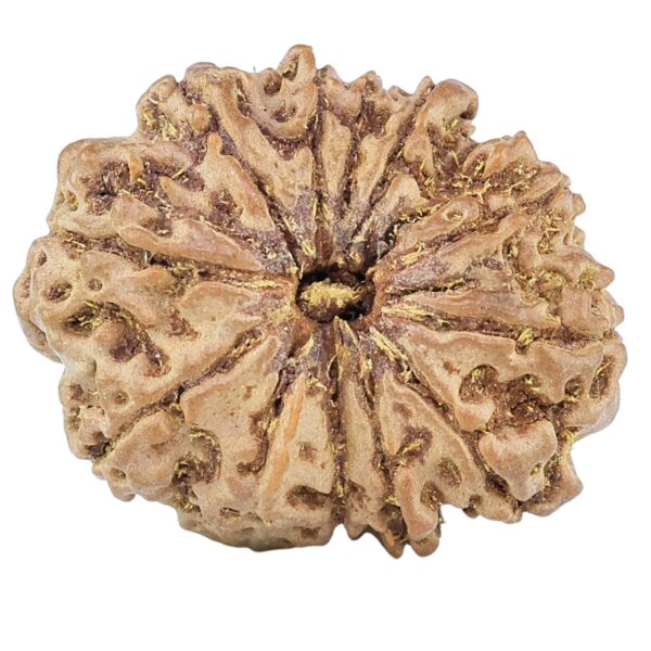 12 Mukhi Rudraksha 24.7mm 3.6gm - Rudraksha