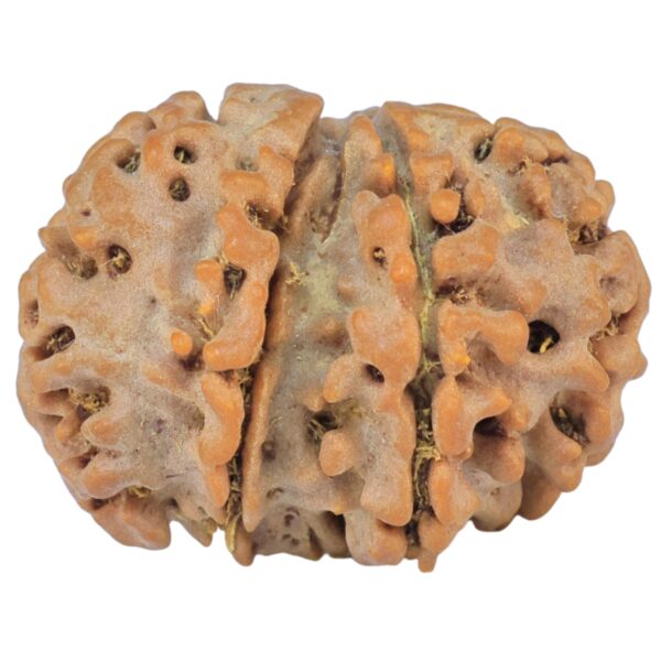 Sawar/Ganesh (6+1) 22.8mm 3gm - Rudraksha