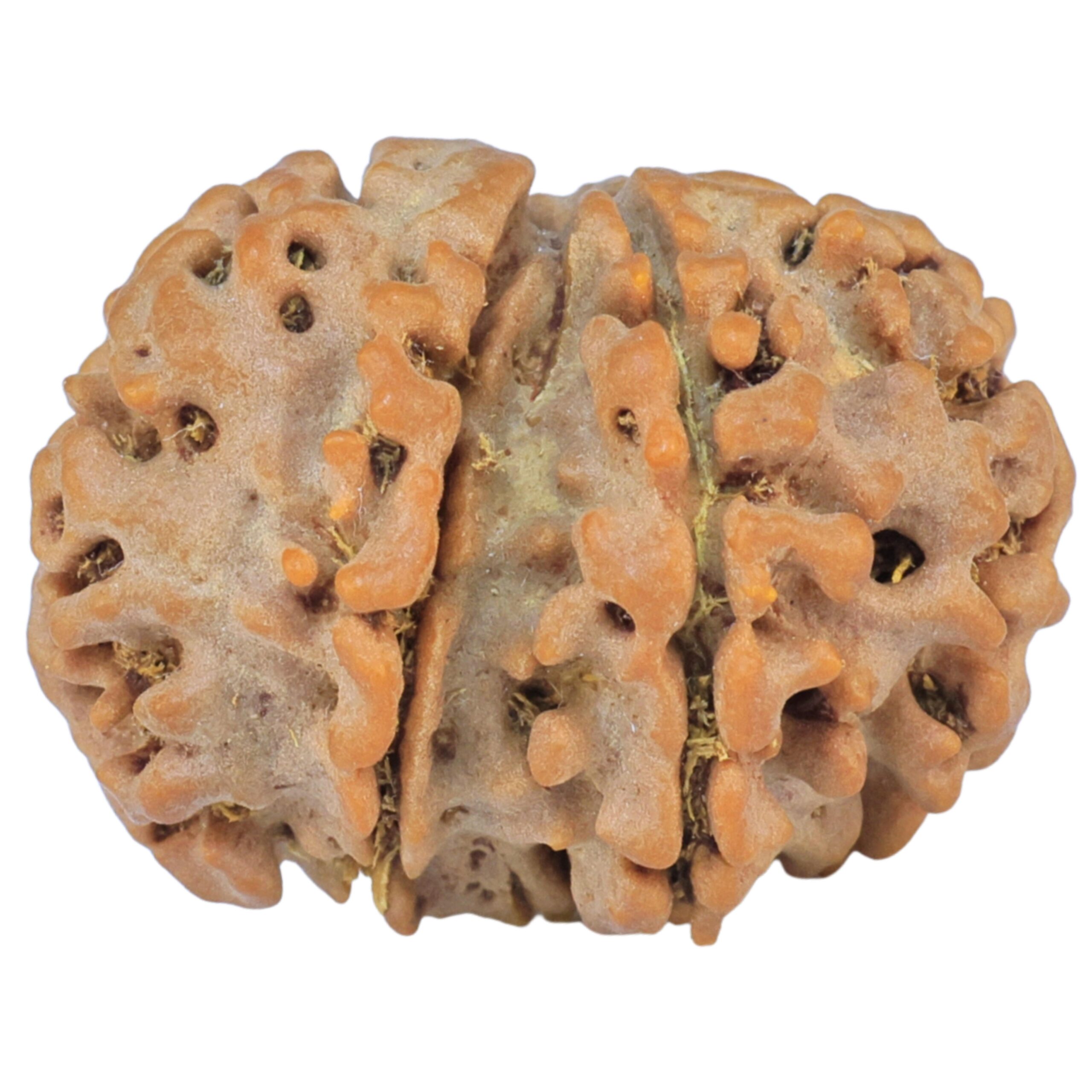 Sawar/Ganesh (6+1) 22.8mm 3gm - Rudraksha