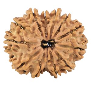 12 Mukhi Rudraksha 26.5mm 3.86gm - Rudraksha